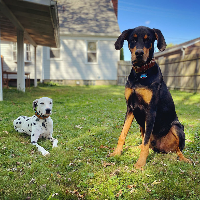 Two Dogs in Backyard Looking at Camera | Taste of the Wild