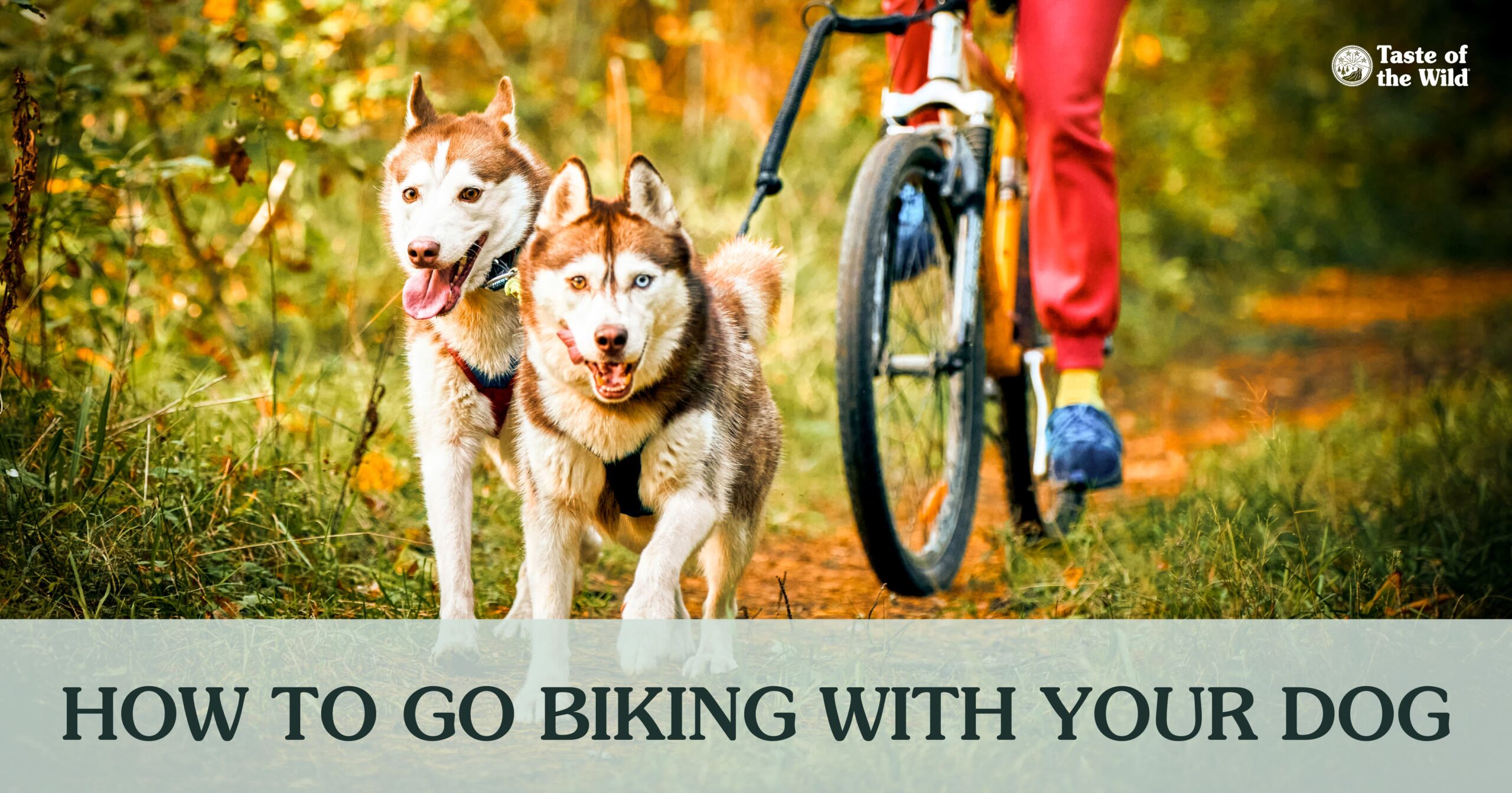 Two dogs on a leash in front of their owner on a bike in the park.