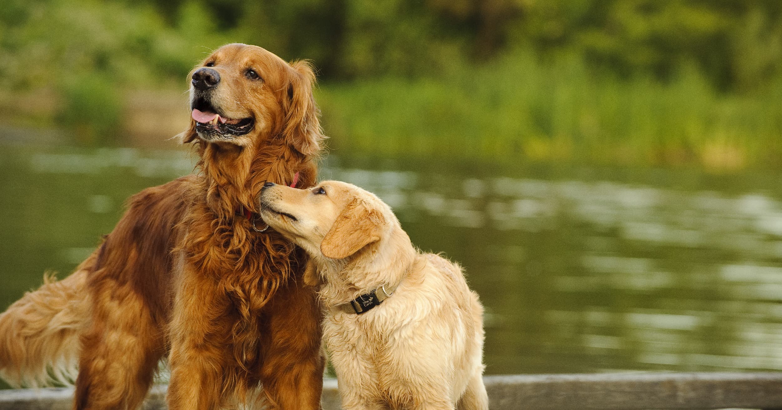 Two dogs playing near water.