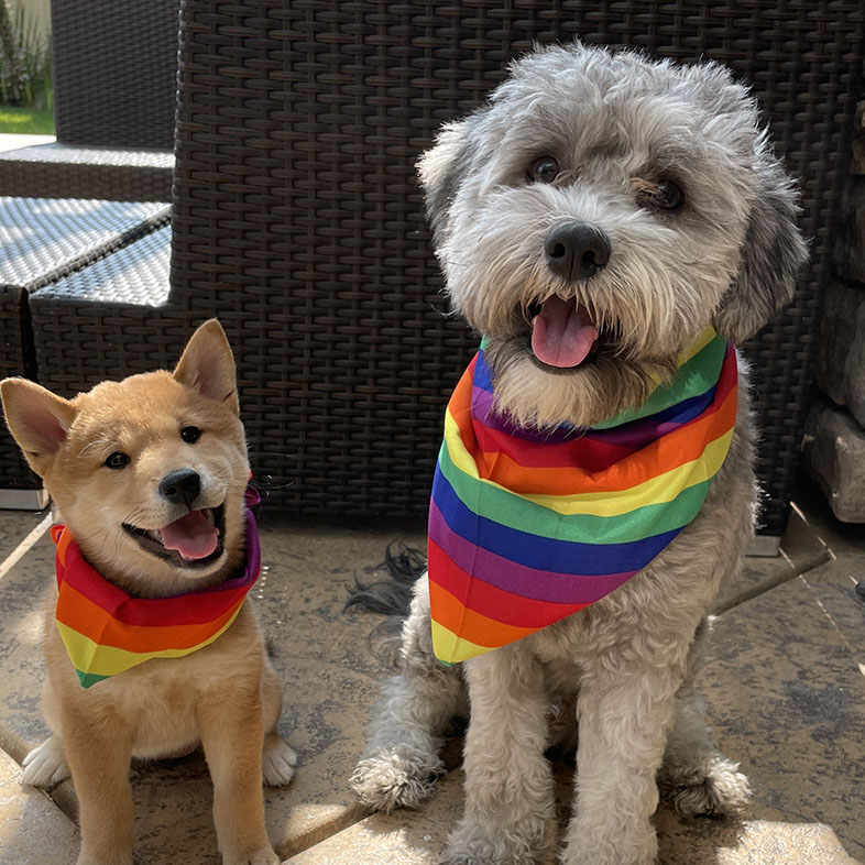 Two Dogs Sticking Tongues Out | Taste of the Wild