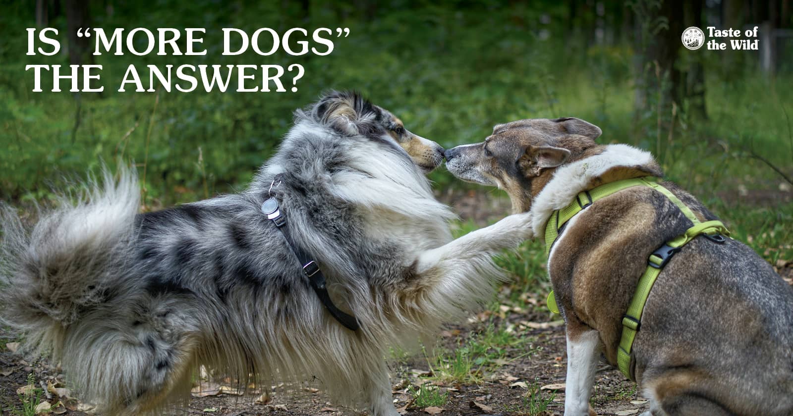 Two dogs sniffing each other at a park.