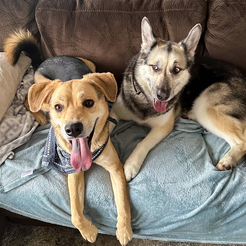 Two German shepherd mixed dogs lie down on a couch together.