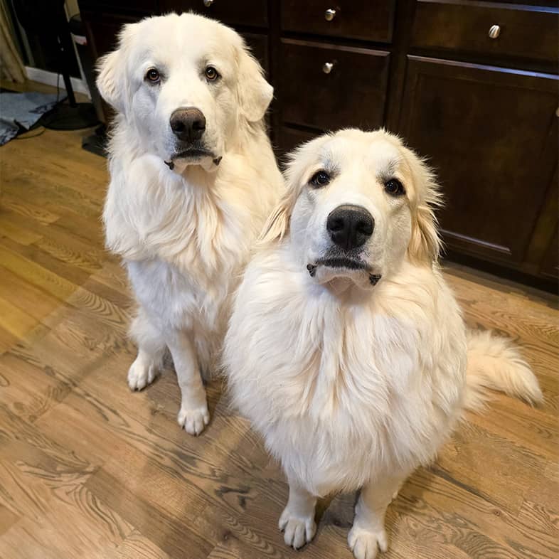 Two great Pyrenees dogs sitting in a kitchen.