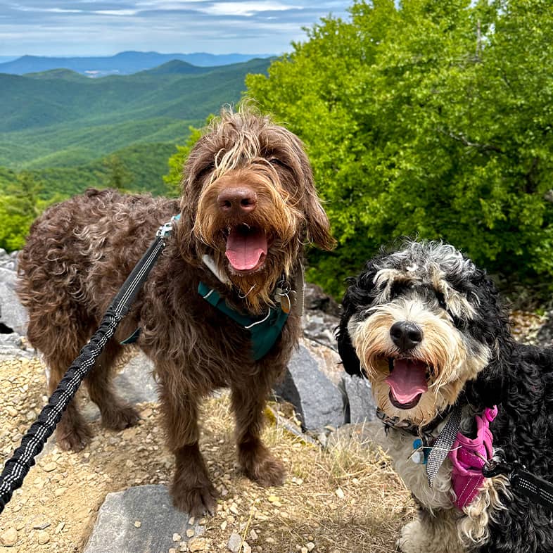 Two labradoodles stand outdoors in front of a valley of green hills and trees.