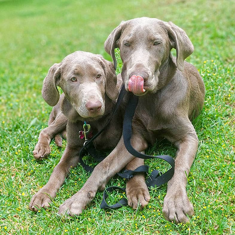 Two Labrador retrievers lying down in the grass.
