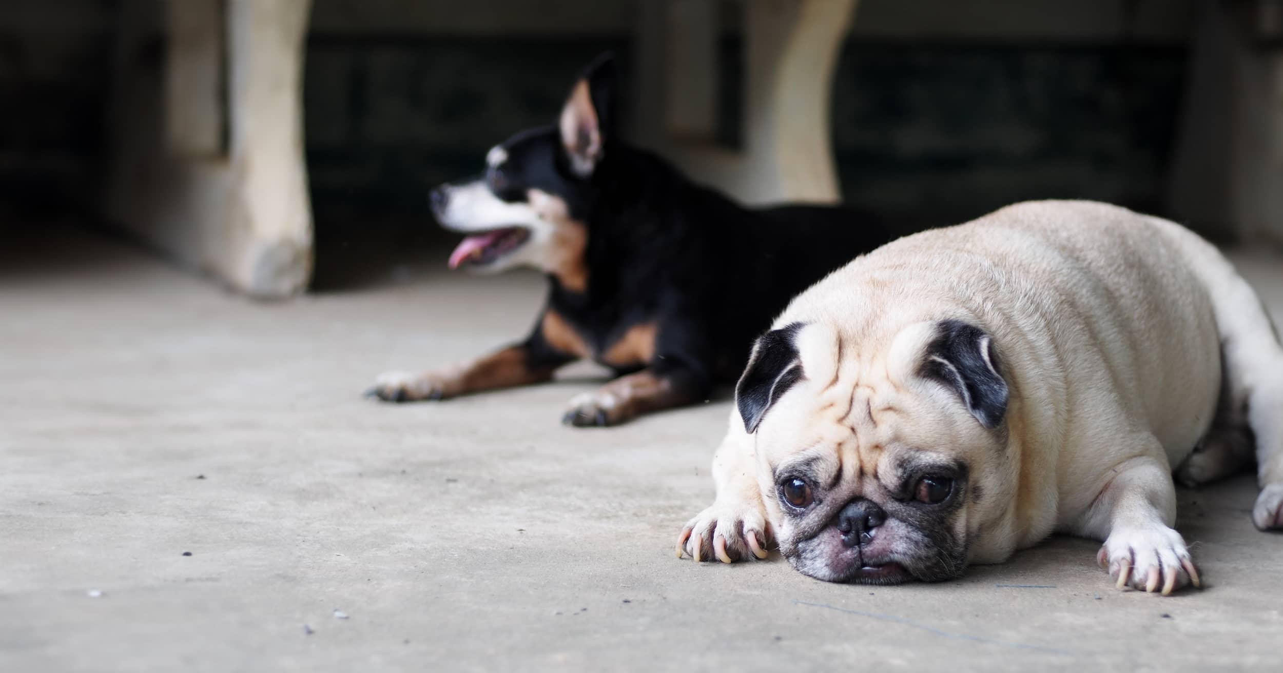 Two overweight dogs lying on the floor next to each other.