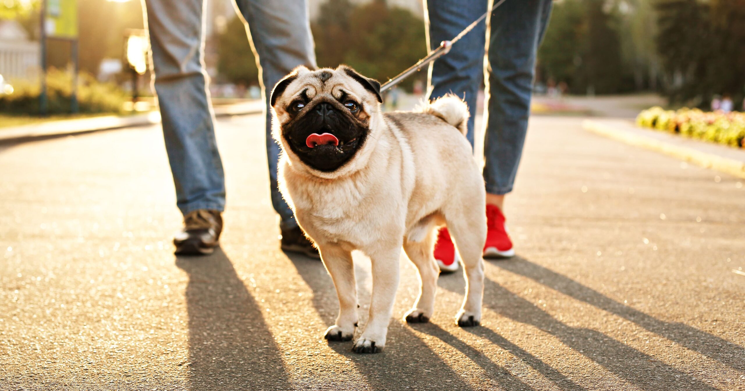 Two people walking a small dog on pavement in the sun.