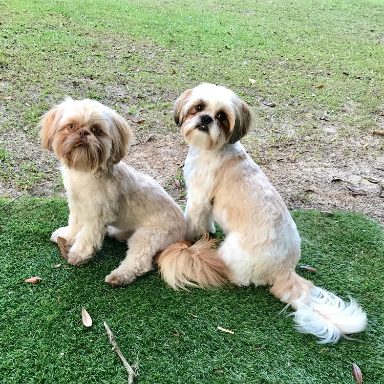 Two Shih Tzus Sitting on Grass | Taste of the Wild