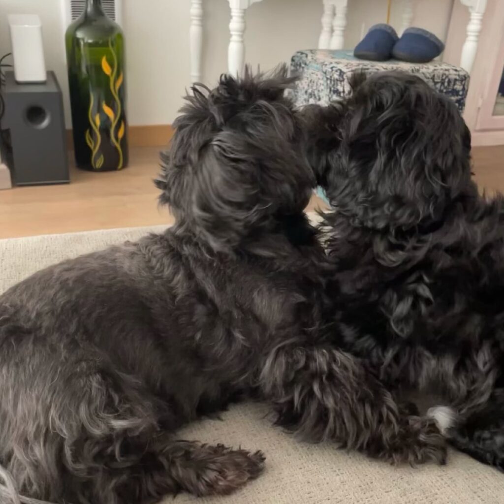 Two Shih Tzus With Mouths Against Each Other | Taste of the Wild