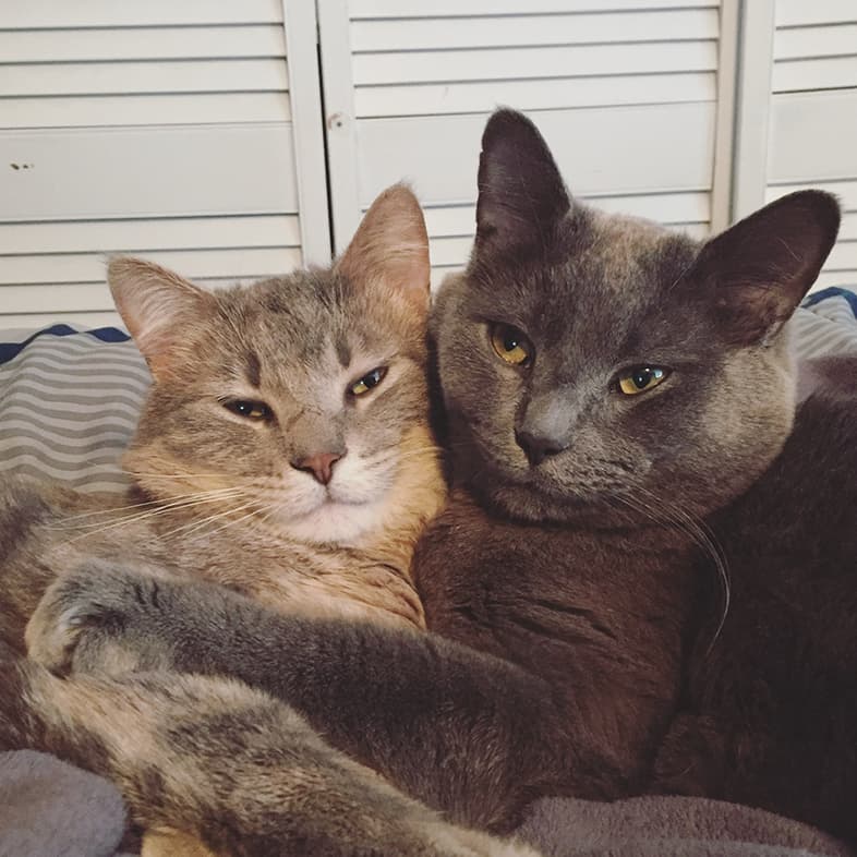 Two Shorthair Cats Snuggling Each Other | Taste of the Wild