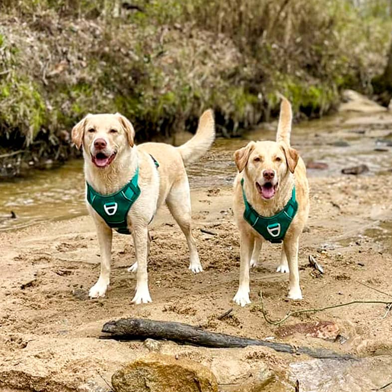 Two yellow Labrador retrievers wearing green harnesses standing in the forest.