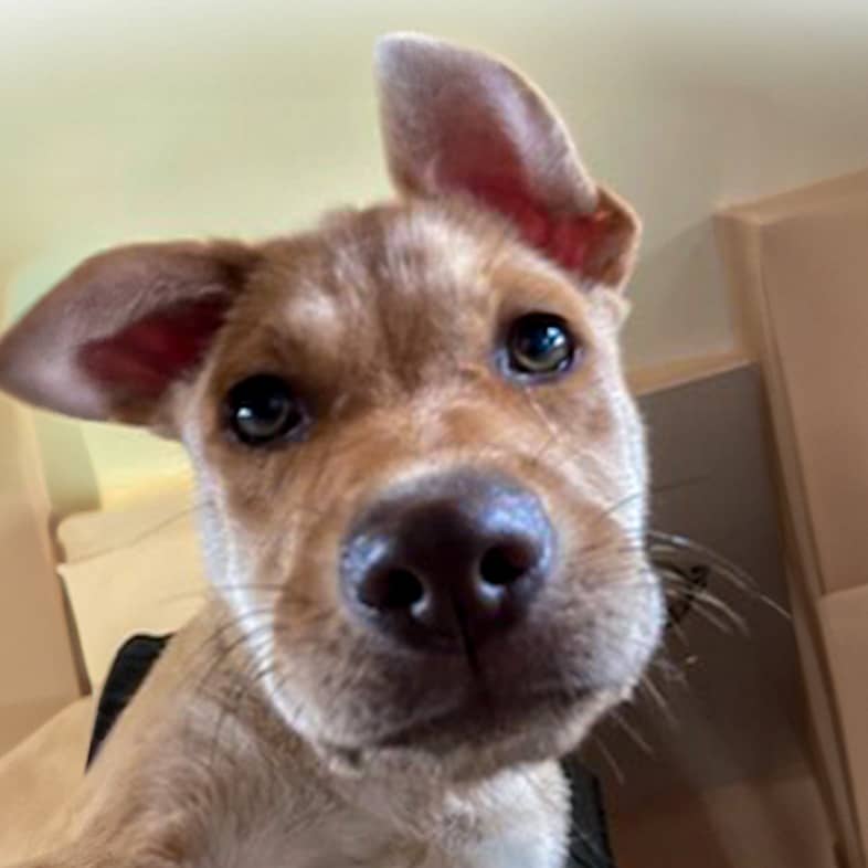 Upside-down view of a Labrador retriever looking at the camera.