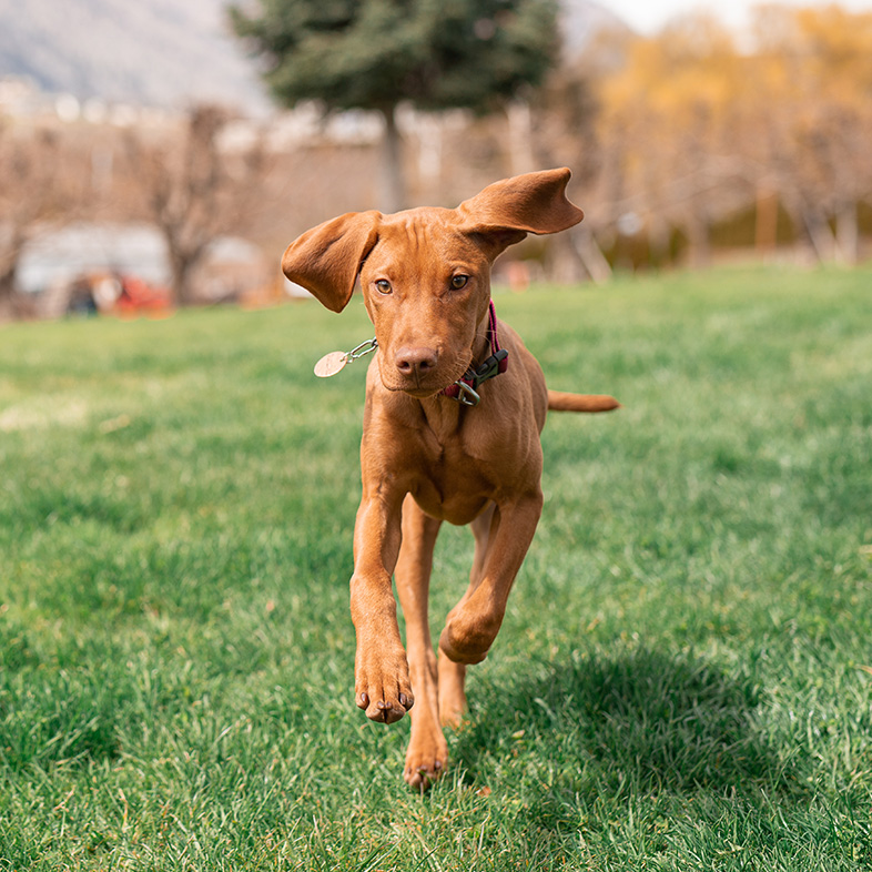 Vizsla puppy running through the grass in front of trees and a mountain.
