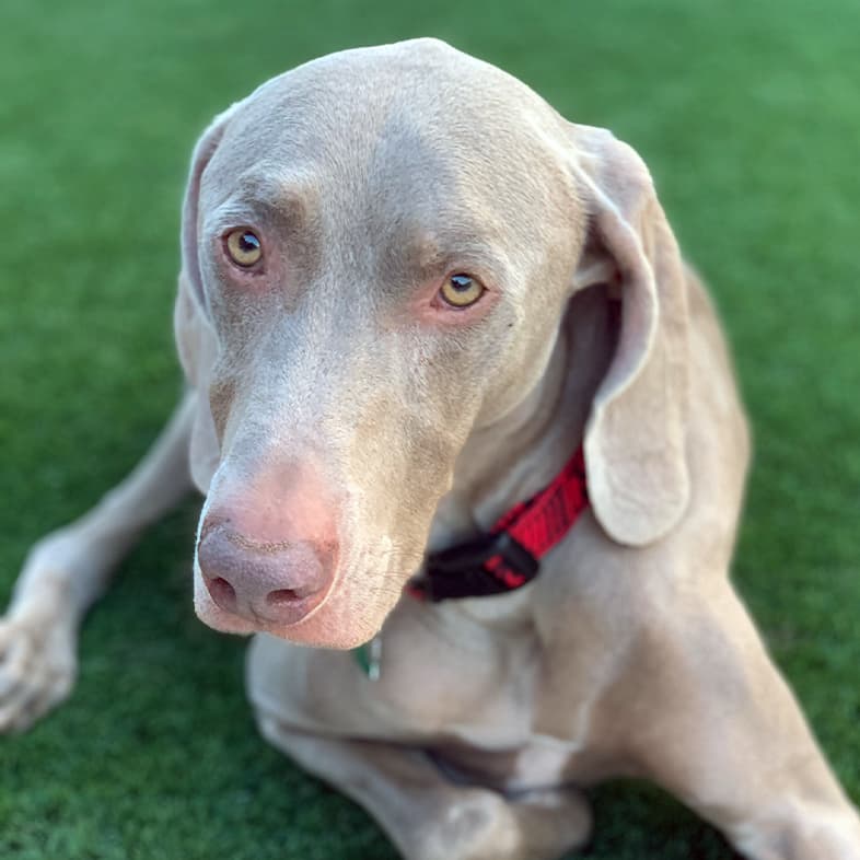 Weimaraner Lying on Grass | Taste of the Wild
