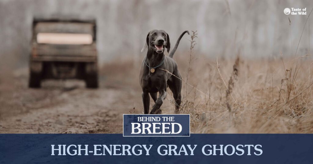 An interior graphic detailing three quick facts about Weimaraners.
