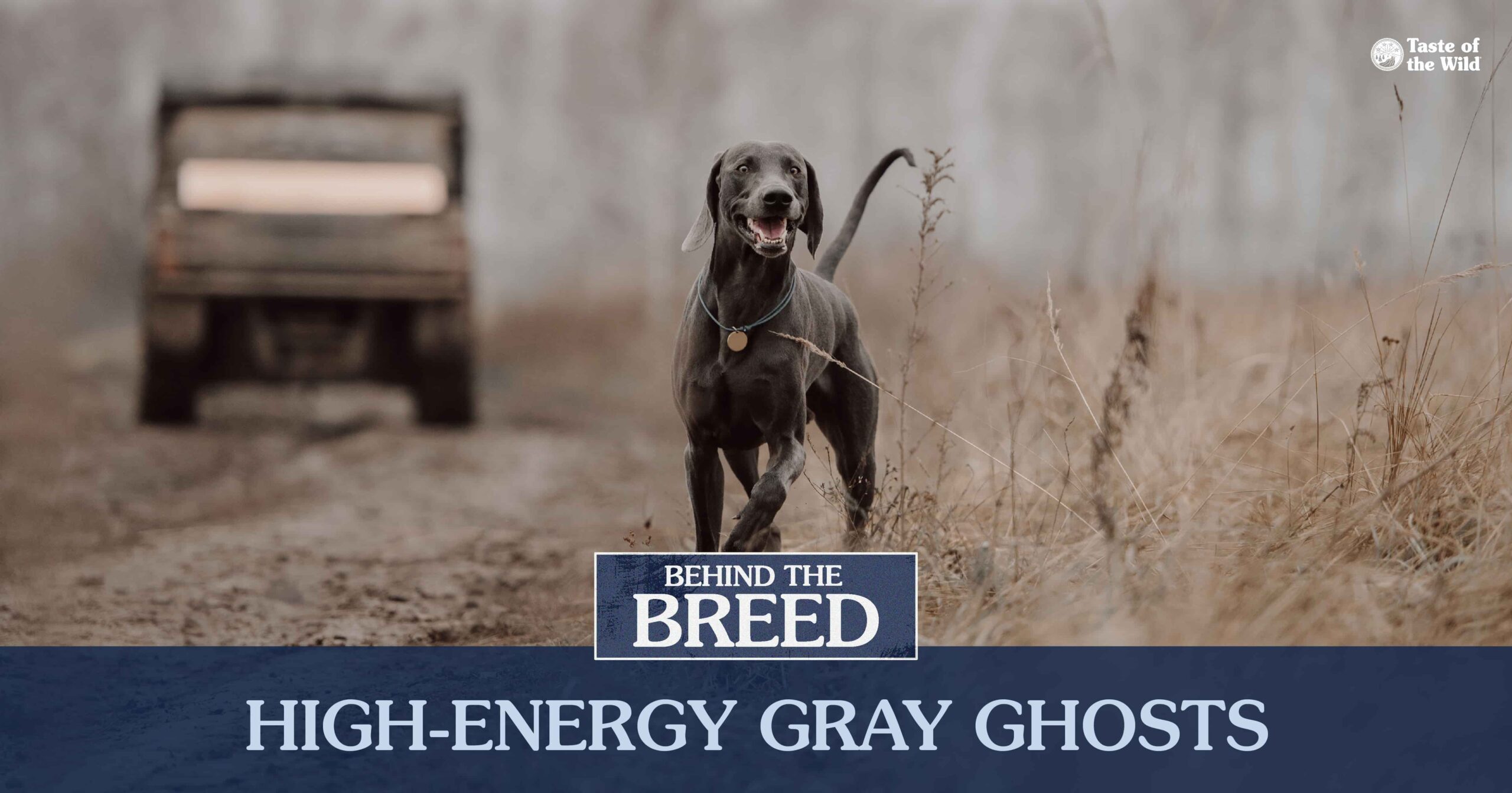 An interior graphic detailing three quick facts about Weimaraners.