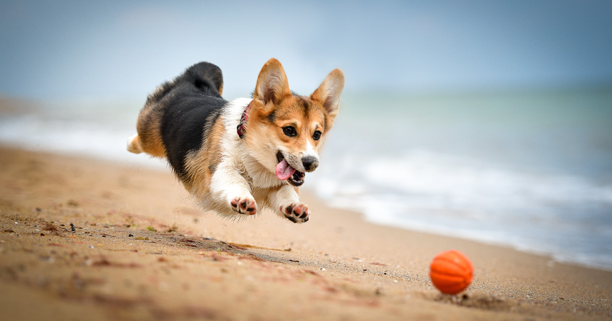 A Welsh corgi chasing an orange ball along the beach.