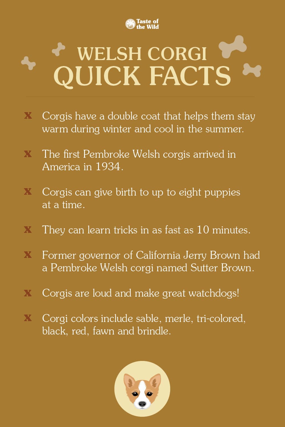 An interior graphic detailing seven quick facts about Welsh corgis.
