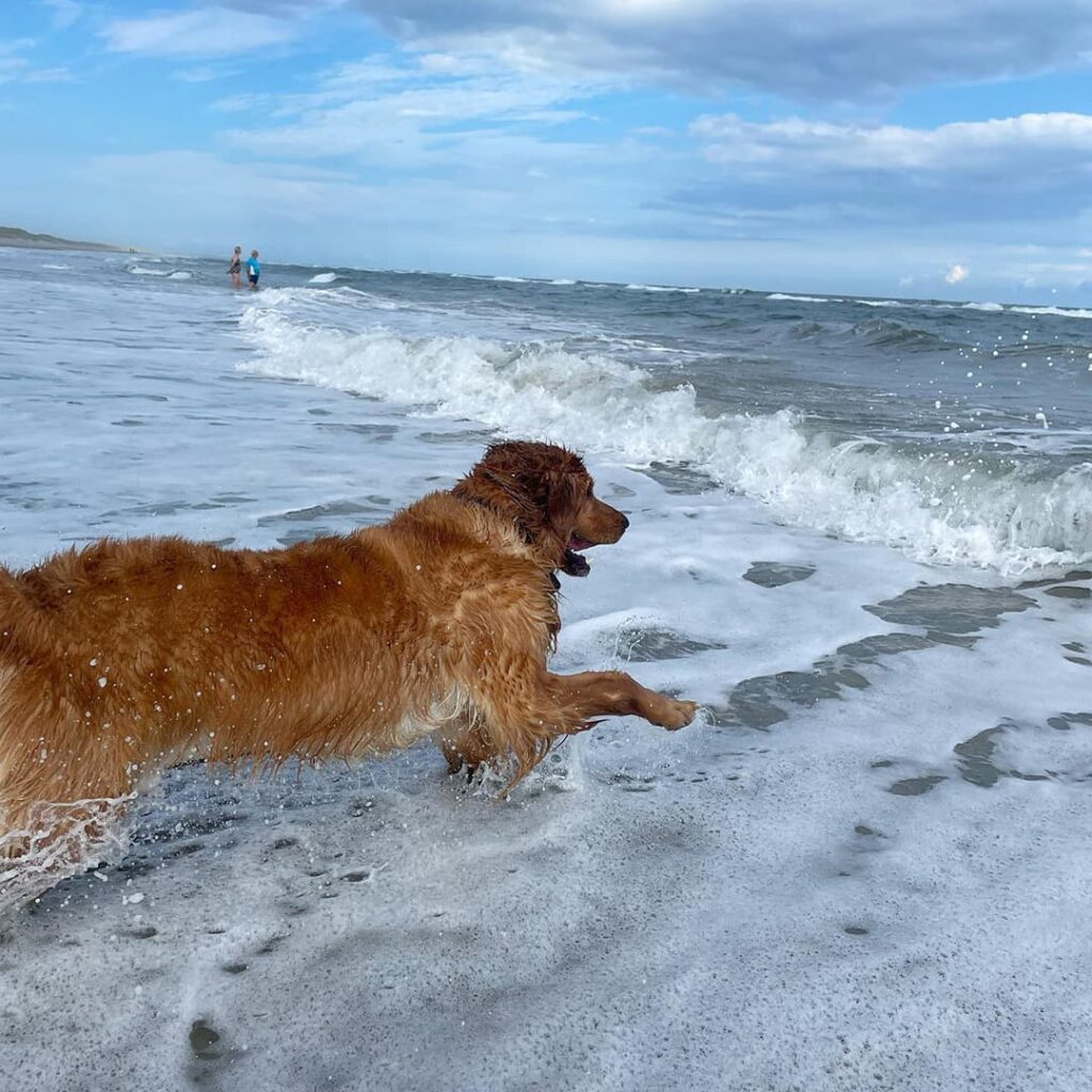 Wet golden retriever running into ocean | Taste of the Wild