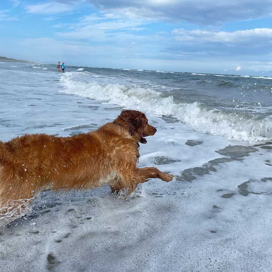 Wet golden retriever running into ocean | Taste of the Wild