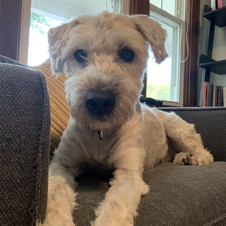 Wheaten Terrier Dog Lying on Couch Looking at Camera | Taste of the Wild