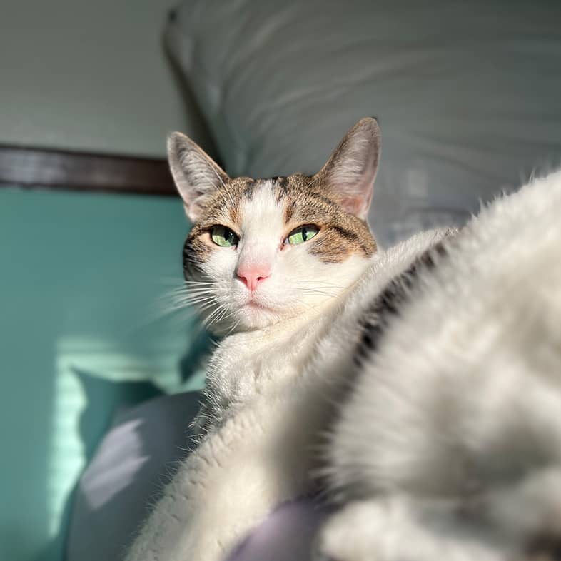 White and brown domestic shorthair cat lying down and looking up.