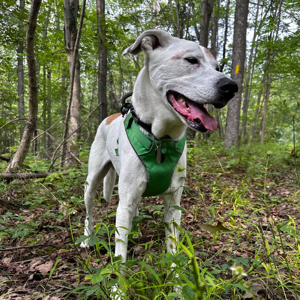 White and brown spotted mixed breed dog wearing a green harness standing in the woods
