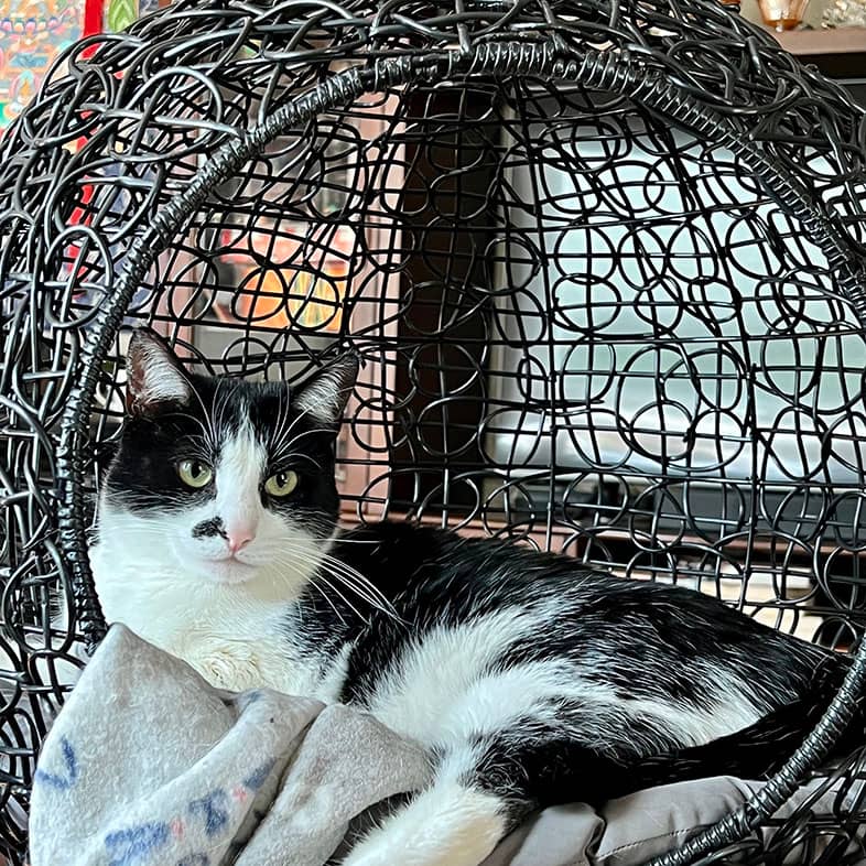A white and black cat lying curled up inside a dome-shaped cat bed.