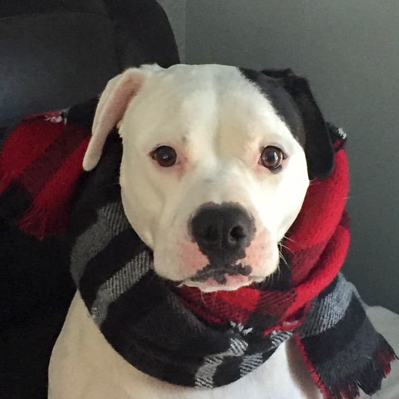 A white and black dog sitting in a chair wearing a winter scarf around its neck.