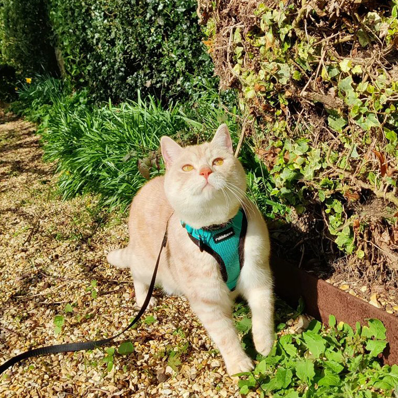 White British shorthair cat wearing teal harness and walking near leaves and bushes.