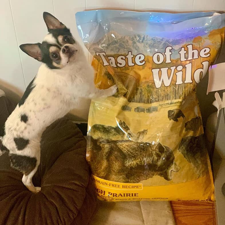 A white and brown chihuahua dog standing with its front two paws up on a bag of High Prairie Canine Recipe with Roasted Bison and Roasted Venison.