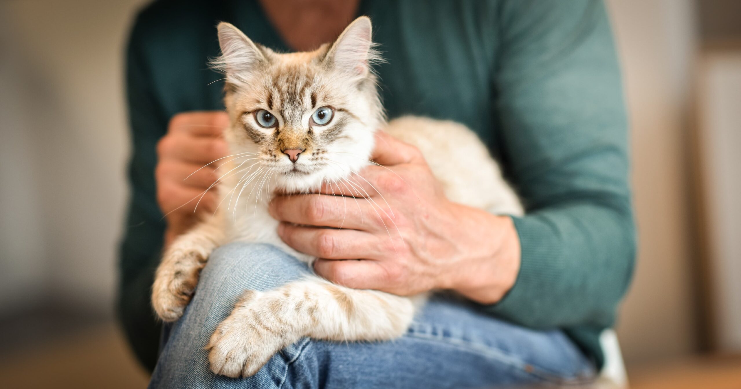 A white cat with brown stripes sitting in its owner’s lap.