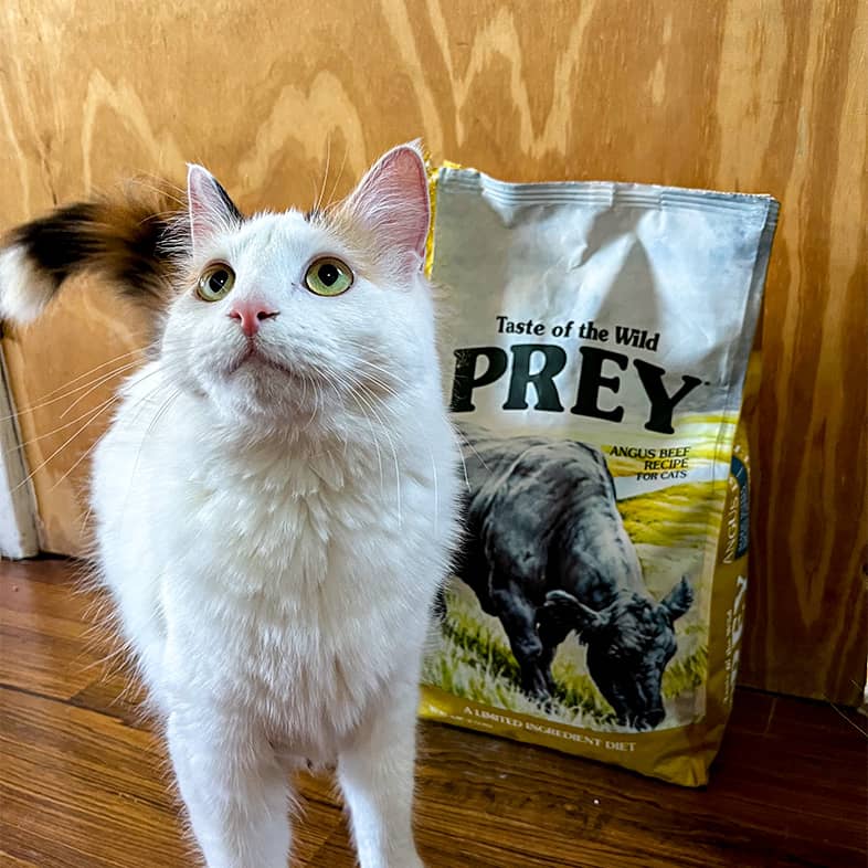 A white cat stands next to a PREY Angus Beef bag and looks up.