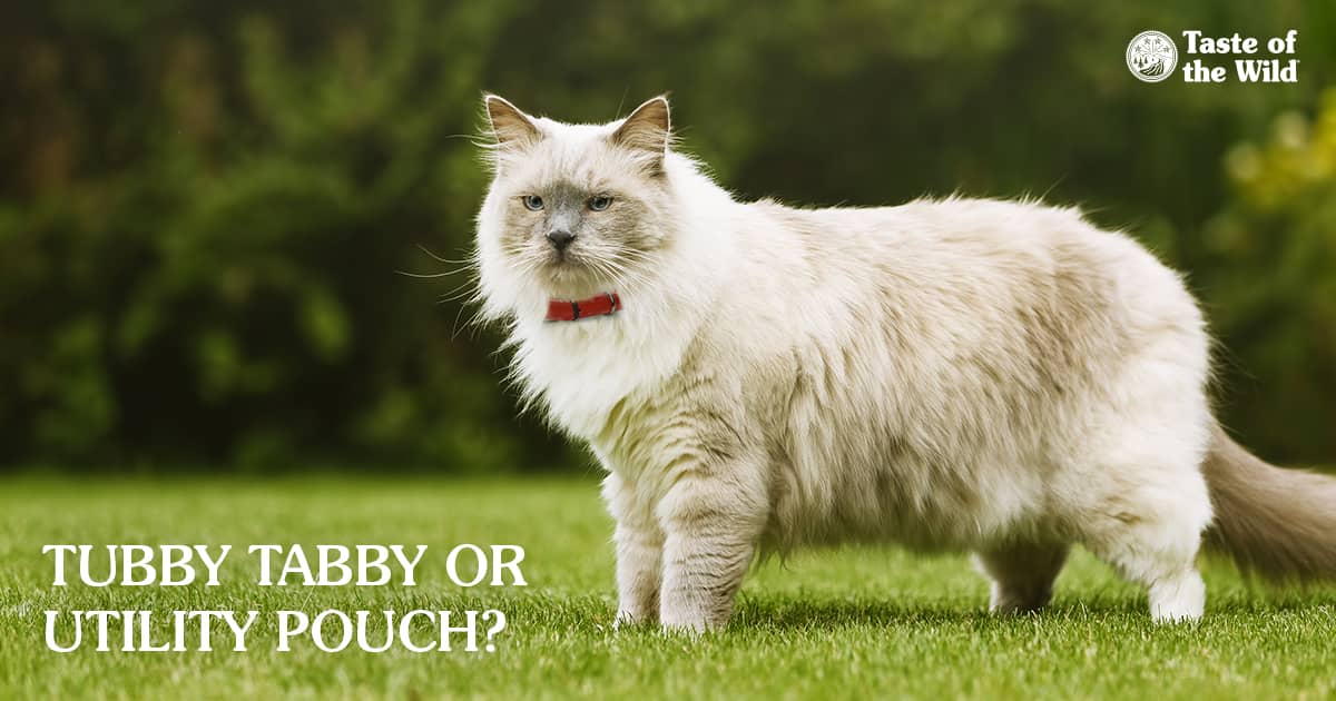 A white cat with a belly pouch walking through the grass.