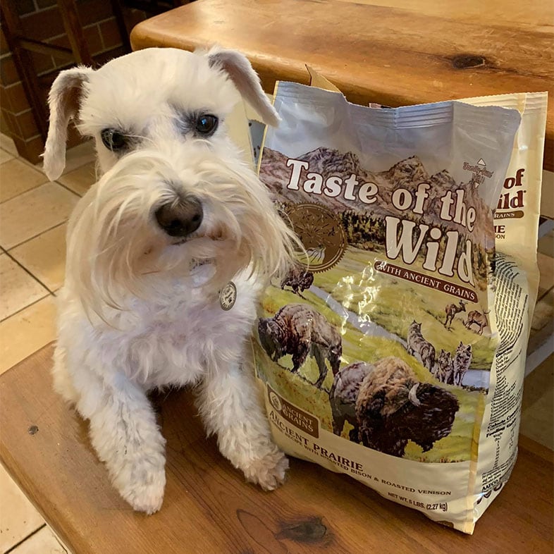 White Dog Sitting Next to Taste of the Wild Food Bag | Taste of the Wild