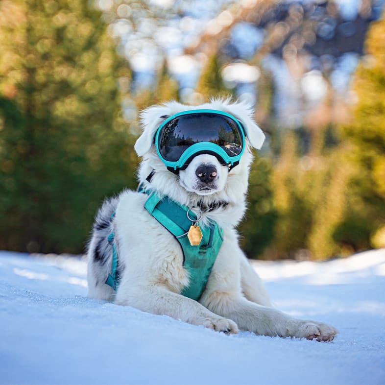 A white dog wearing a bright aqua-colored vest and goggles while lying in the snow on a mountain side.