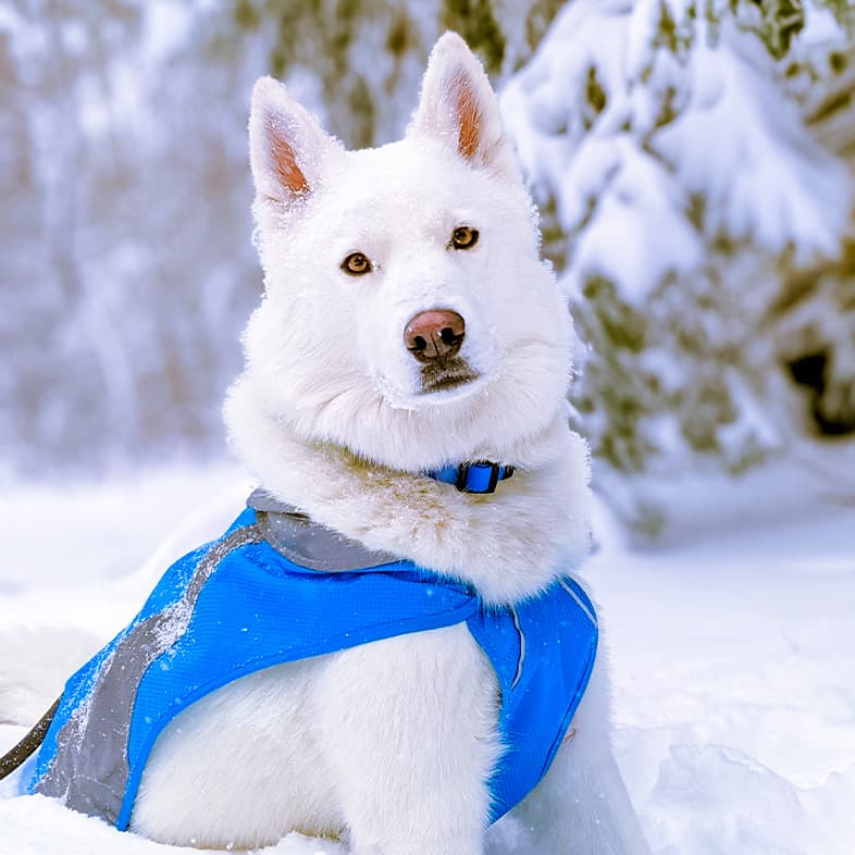A white dog wearing a bright blue vest sitting in deep snow outside near pine trees.