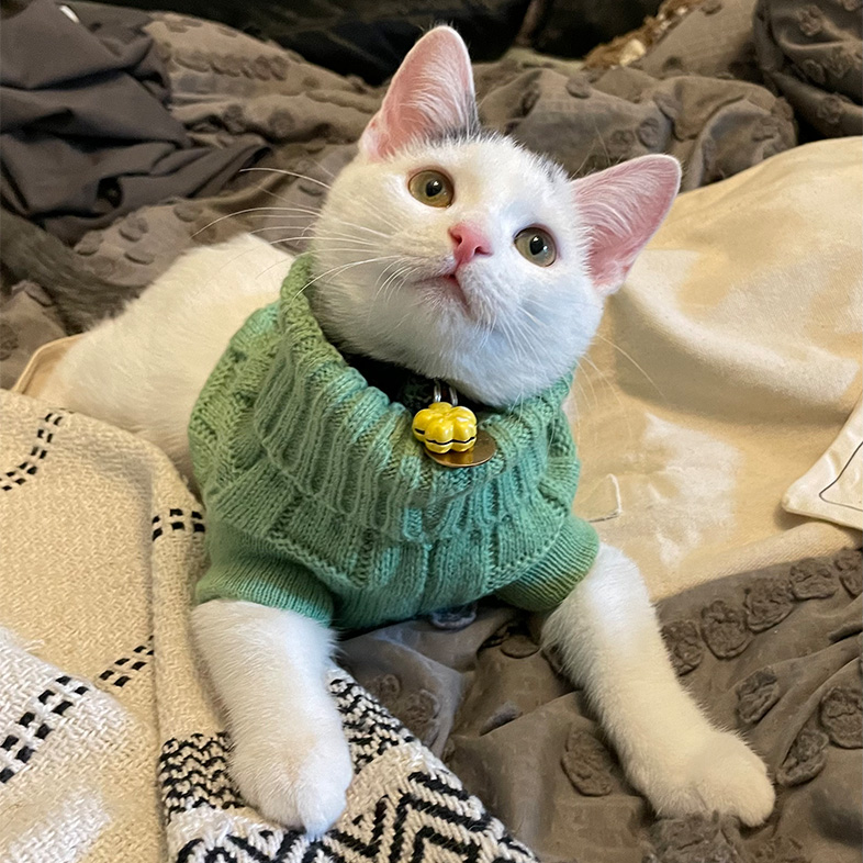 White domestic shorthair cat wearing green sweater lying on a bed and looking up.