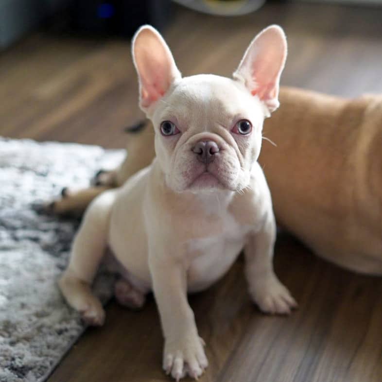 A white French bulldog puppy sits on the ground in a home and looks at the camera.