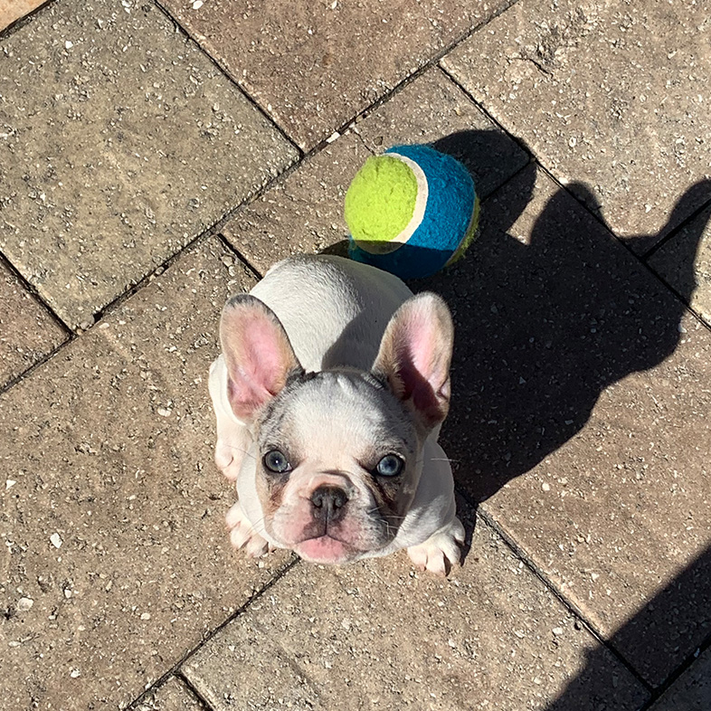 White French bulldog sitting outside in front of blue and green tennis ball looking up at camera.