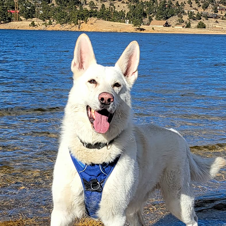 White German Shepherd on Shore of Lake | Taste of the Wild
