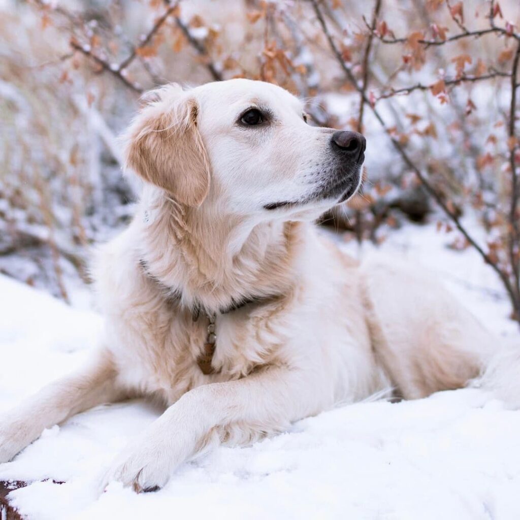 White Golden Retriever Lying in the Snow | Taste of the Wild