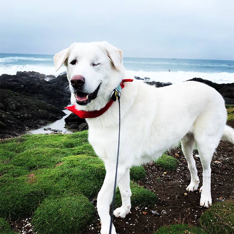 White great Pyrenees lab mix standing on grassy rocks near the water and winking.