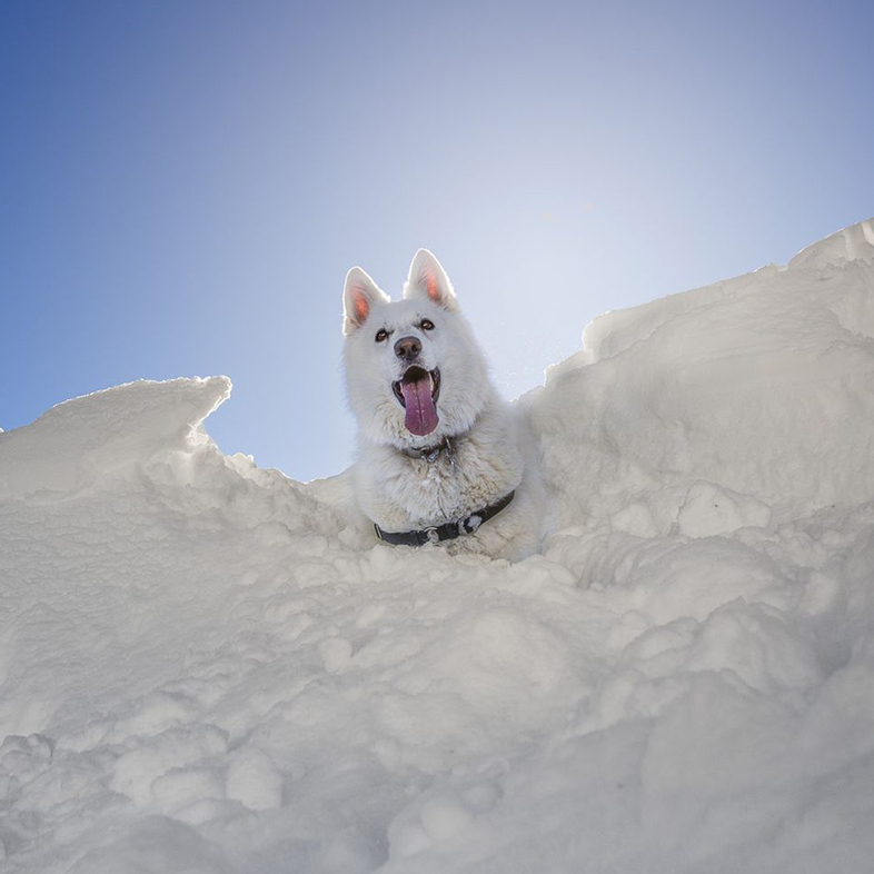 A white husky standing in the snow and looking down.