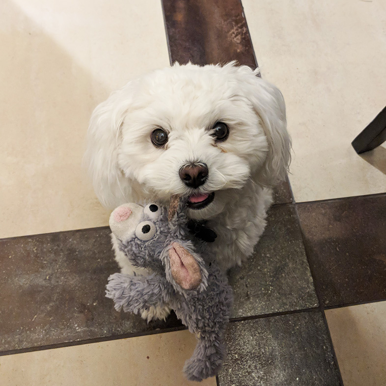 White maltipoo sitting on the floor with a mouse stuffed animal in mouth | Taste of the Wild