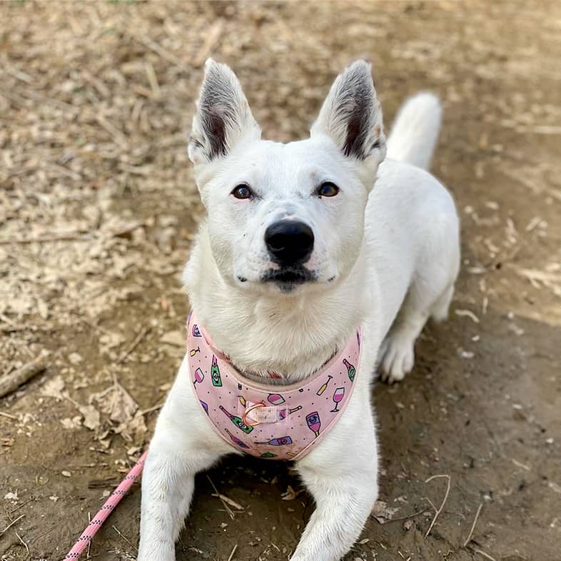 A white mixed breed dog wearing a pink harness and leash lies down and looks at the camera.