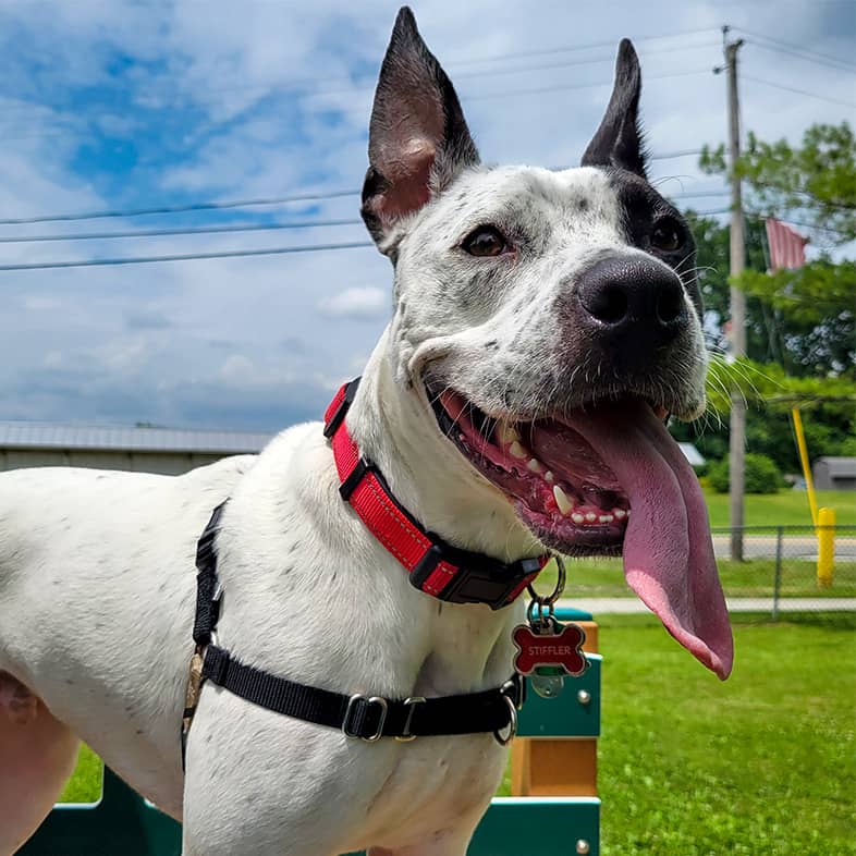 A white mixed breed dog wearing a red collar and black harness while standing and sticking tongue out.