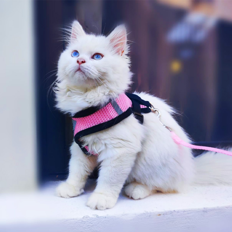 White ragdoll cat wearing pink harness sitting on window ledge | Taste of the Wild