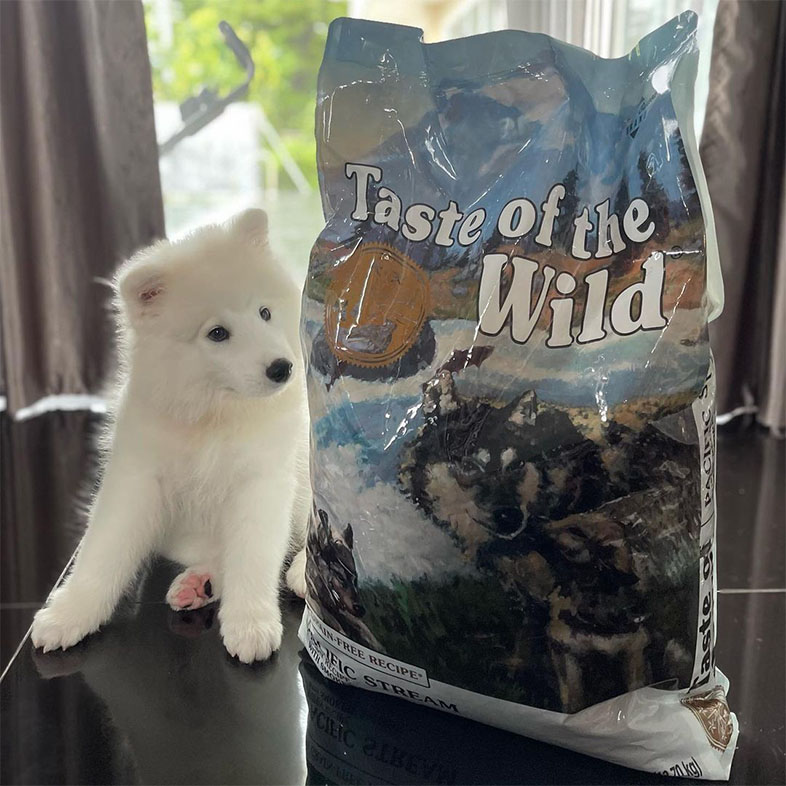 White Samoyed Looking at Taste of the Wild Food Bag | Taste of the Wild