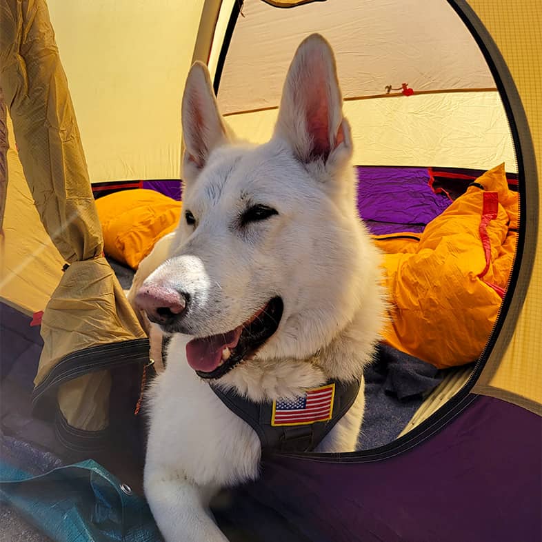 A white Siberian husky sitting in the opening of a colorful tent.